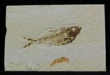 Bargain, Diplomystus Fossil Fish - Wyoming #51811-1